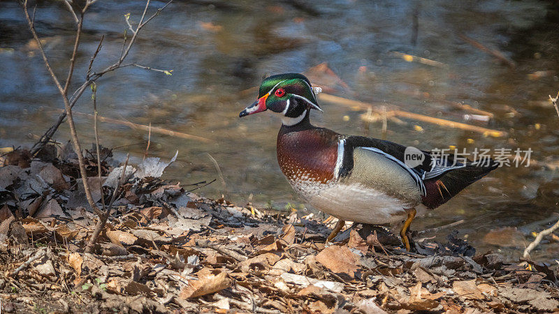 雄性木鸭或卡罗来纳鸭，Pato Joyuyo，（Aix sponsa），Canard Branchu ou Canard carolin。